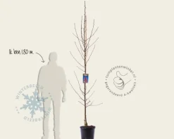 Pyrus calleryana 'Chanticleer' - beveerd