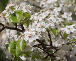 Pyrus calleryana 'Chanticleer' - beveerd