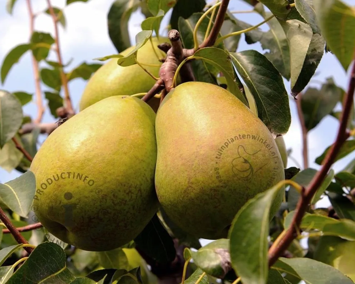 Pyrus communis 'Beurré Hardy' - halfstam