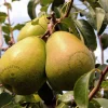 Pyrus communis 'Beurré Hardy' - oude U-vorm