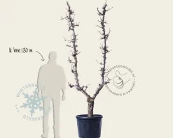 Pyrus communis 'Beurré Hardy' - oude U-vorm