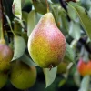 Pyrus communis 'Bonne Louise d'Avranches' - mini