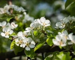 Pyrus communis 'Bonne Louise d'Avranches' - laagstam