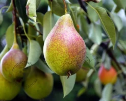 Pyrus communis 'Bonne Louise d'Avranches' - laagstam