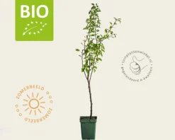 Pyrus communis 'Charneux' - BIO mini