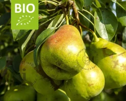 Pyrus communis 'Charneux' - BIO mini