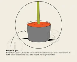Pyrus communis 'Charneux' - halfstam