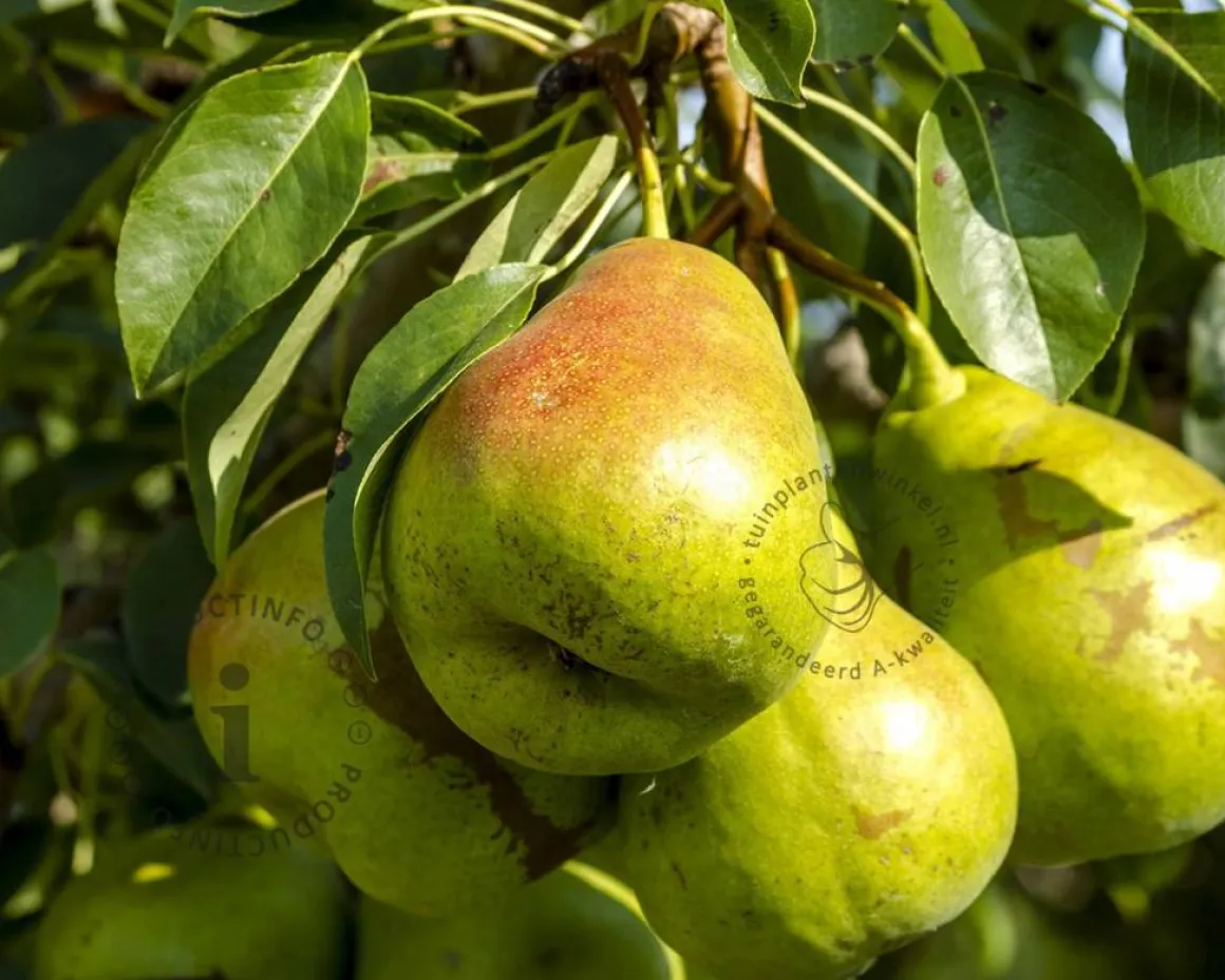 Pyrus communis 'Charneux' - halfstam