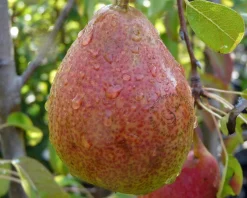 Pyrus communis 'Clapp's Favourite' - halfstam