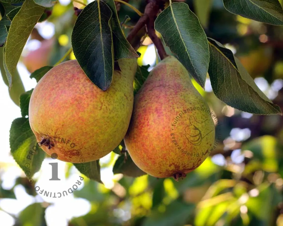 Pyrus communis 'Clapp's Favourite' - laagstam