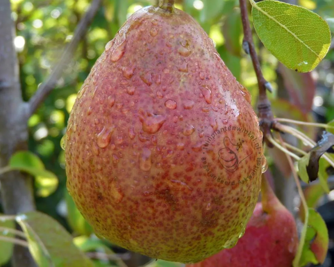 Pyrus communis 'Clapp's Favourite' - laagstam