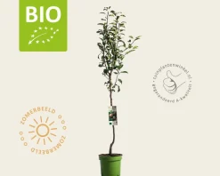 Pyrus communis 'Clapp's Favourite' - BIO laagstam