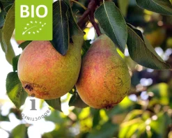 Pyrus communis 'Clapp's Favourite' - BIO laagstam