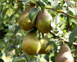 Pyrus communis 'Comtesse de Paris' - halfstam