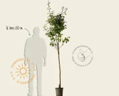 Pyrus communis 'Comtesse de Paris' - halfstam