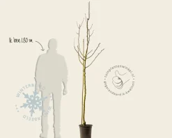 Pyrus communis 'Comtesse de Paris' - halfstam