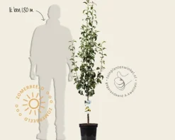Pyrus communis 'Concorde' - laagstam