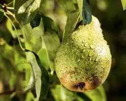 Pyrus communis 'Concorde' - laagstam