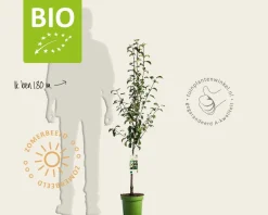 Pyrus communis 'Conference' - BIO laagstam
