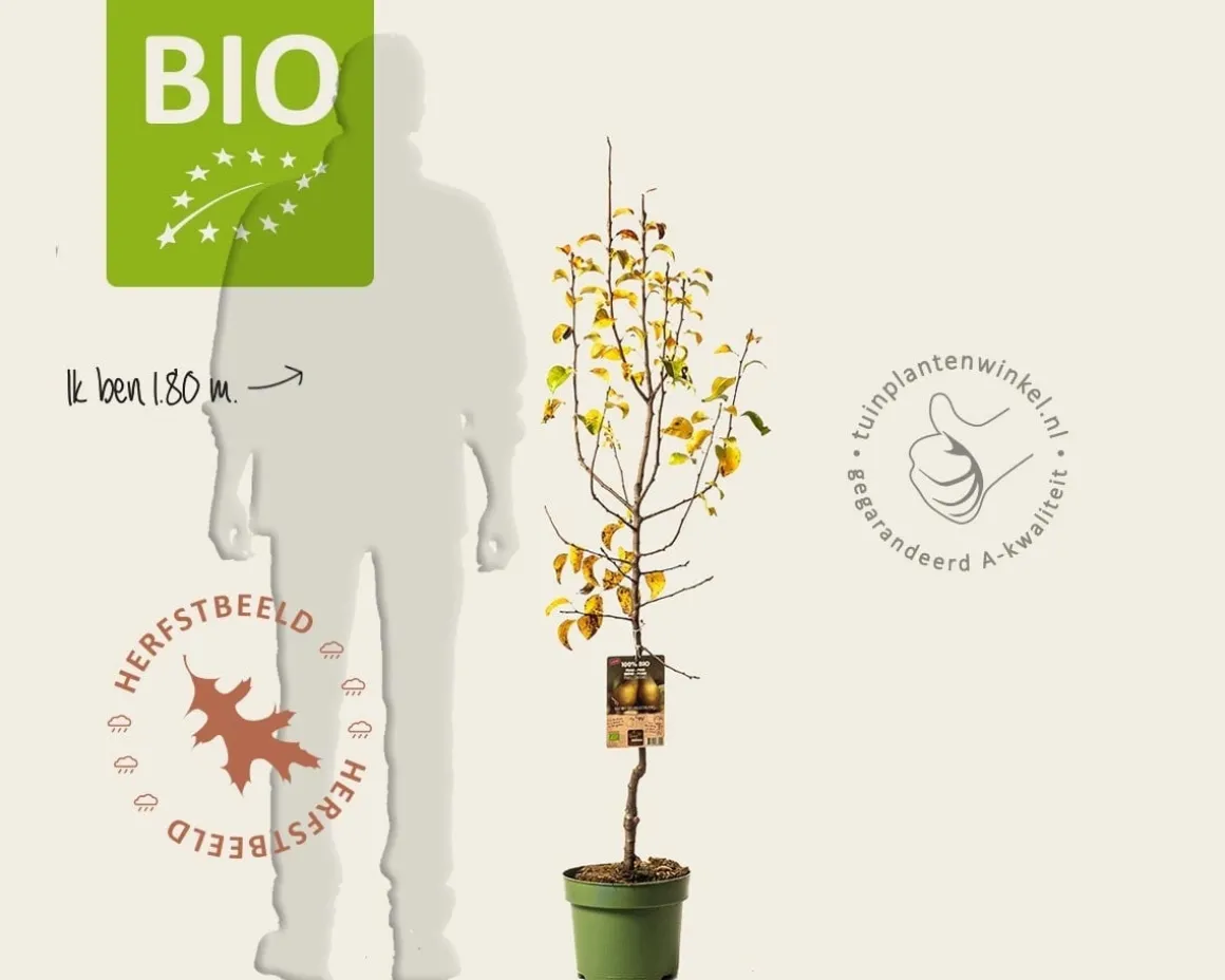 Pyrus communis 'Conference' - BIO laagstam