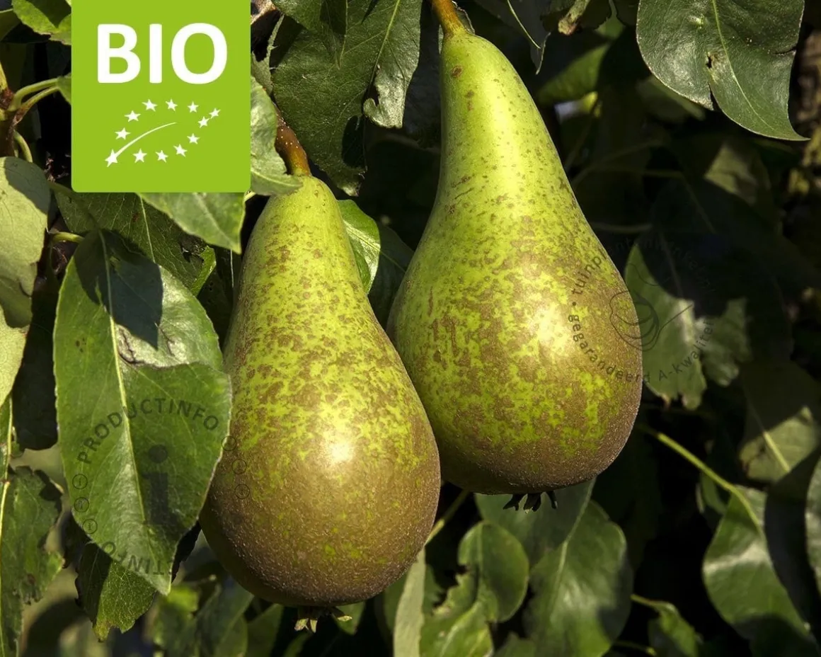 Pyrus communis 'Conference' - BIO laagstam