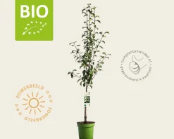 Pyrus communis 'Conference' - BIO laagstam