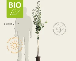 Pyrus communis 'Conference' - BIO halfstam