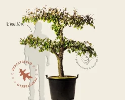 Pyrus communis 'Conference' - extra oude lei-vorm 2 etages