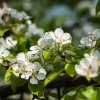 Pyrus communis 'Conference' - halfstam