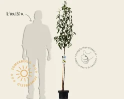 Pyrus communis 'Conference' - halfstam
