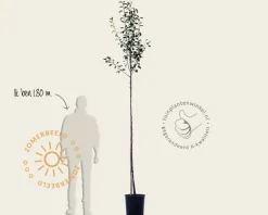 Pyrus communis 'Conference' - hoogstam