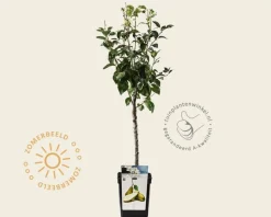 Pyrus communis 'Conference' - mini