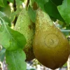 Pyrus communis 'Conference' - oude lei-vorm