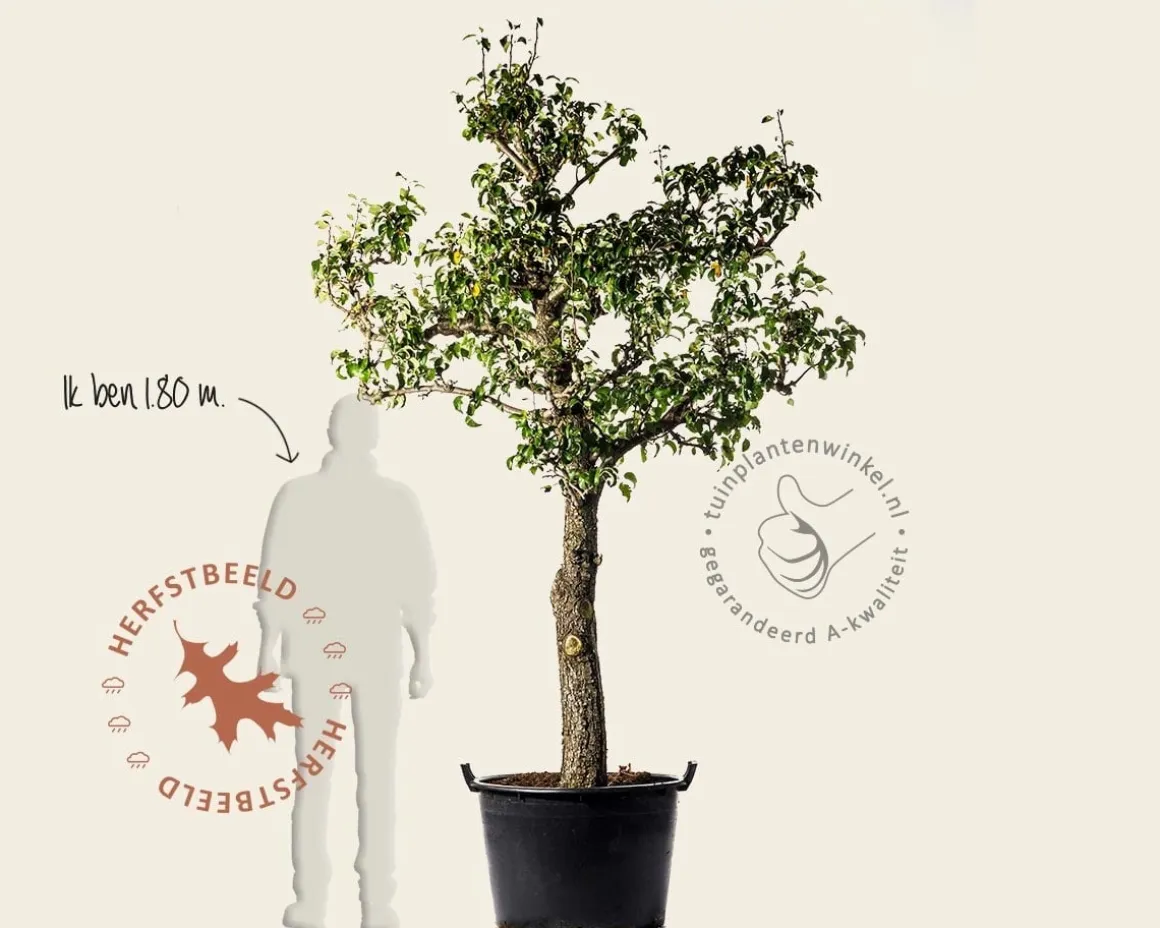 Pyrus communis 'Conference' - oude halfstam