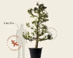 Pyrus communis 'Conference' - oude laagstam