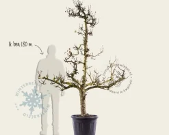 Pyrus communis 'Conference' - oude laagstam