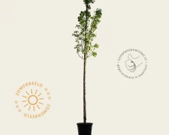 Pyrus communis 'Conference' - oude hoogstam