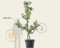 Pyrus communis 'Conference' - oude laagstam