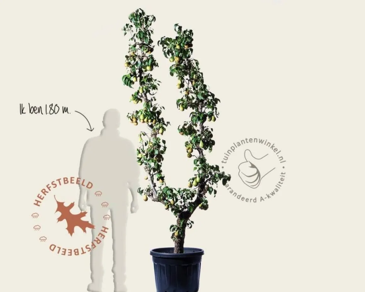 Pyrus communis 'Conference' - oude U-vorm