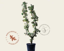 Pyrus communis 'Conference' - oude U-vorm