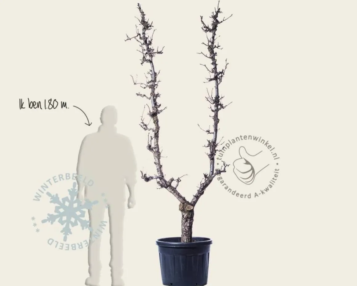 Pyrus communis 'Conference' - oude U-vorm