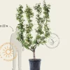 Pyrus communis 'Conference' - oude lei-vorm