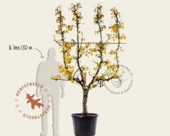 Pyrus communis 'Conference' - oude lei-vorm