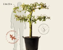 Pyrus communis 'Conference' - oude lei-vorm 2 etages