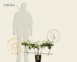 Pyrus communis 'Conference' - Step-over two-way