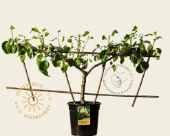 Pyrus communis 'Conference' - Step-over two-way