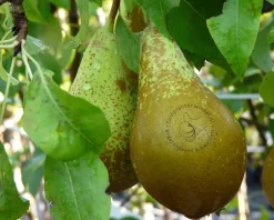 Pyrus communis 'Conference' - Step-over two-way