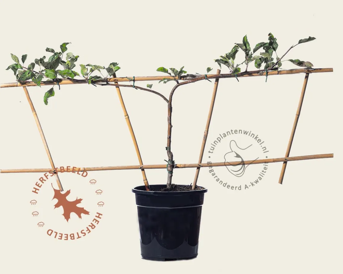 Pyrus communis 'Conference' - Step-over two-way