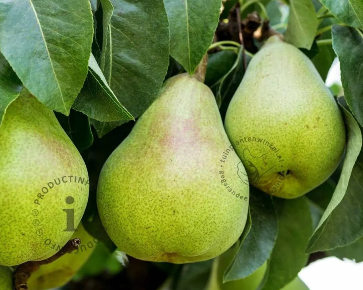 Pyrus communis 'Doyenne du Comice' - laagstam