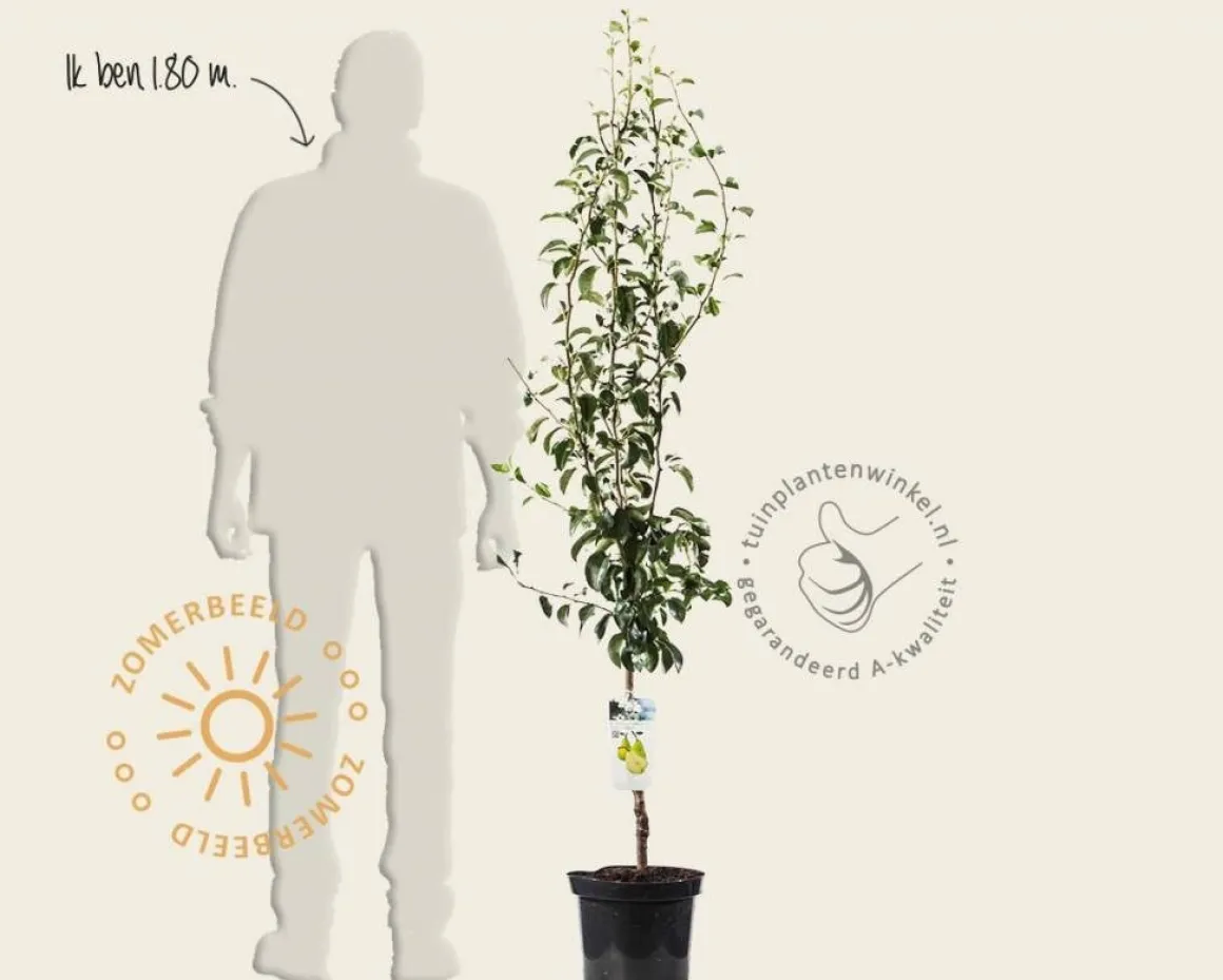 Pyrus communis 'Doyenne du Comice' - laagstam
